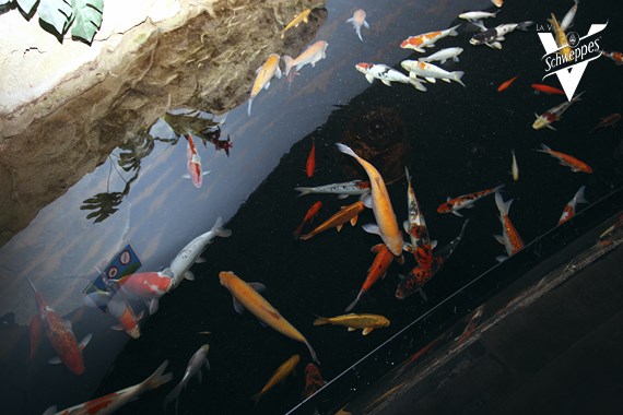 Les poissons rouges de l'Aquarium de Paris