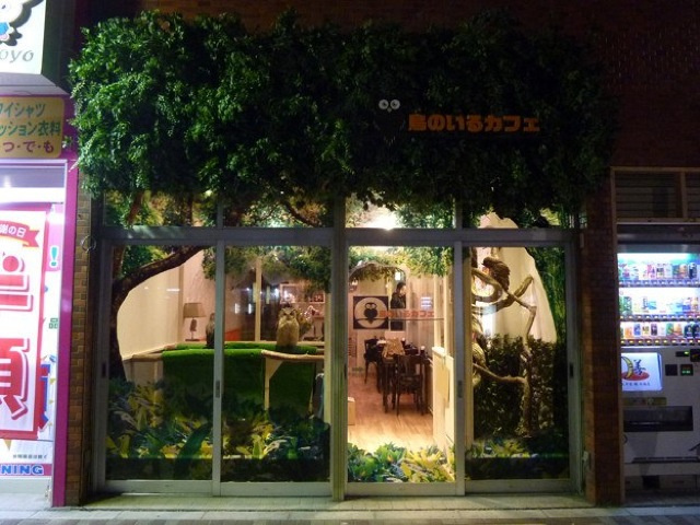 Le bar à chouettes au Japon