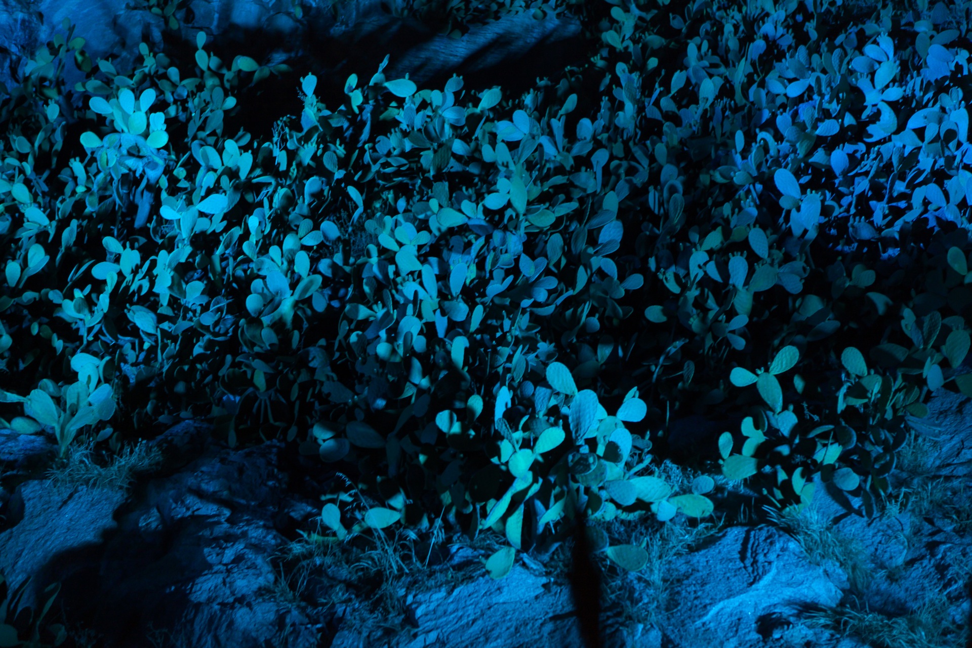 Calvi On The Rocks - Calvi by night